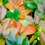 - vzpominka na podzim -